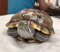 adoptable Iguana in Salinas, CA named Big Bertha