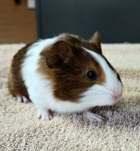 adoptable Guinea Pig in Salinas, CA named Mr Bennett