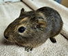 adoptable Guinea Pig in Salinas, CA named Mr Darcy