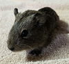 adoptable Guinea Pig in  named William