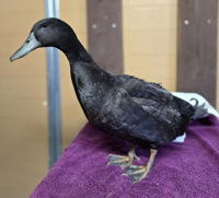 adoptable Chicken in Salinas, CA named Daffy