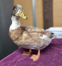 adoptable Chicken in Salinas, CA named Donald