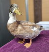 adoptable Chicken in , CA named Donald