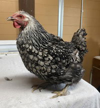 adoptable Chicken in Salinas, CA named Kathy