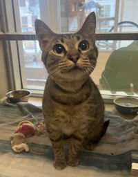 adoptable Cat in Salinas, CA named Bonita