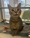 adoptable Cat in , CA named Bonita