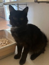 adoptable Cat in Salinas, CA named Chopin