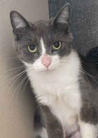 adoptable Cat in Salinas, CA named Margot