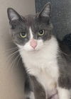 adoptable Cat in , CA named Margot