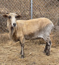 adoptable Sheep in Salinas, CA named Margie