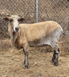 adoptable Sheep in , CA named Margie