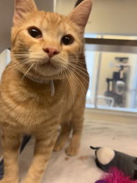 adoptable Cat in Salinas, CA named Pumpkin