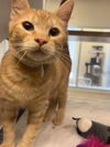 adoptable Cat in  named Pumpkin