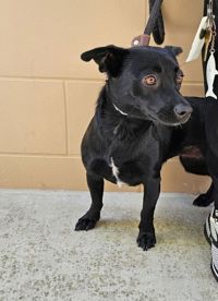 adoptable Dog in Salinas, CA named Darla