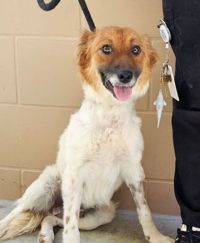 adoptable Dog in Salinas, CA named Osita