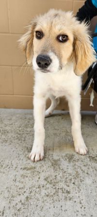 adoptable Dog in Salinas, CA named Pebbles