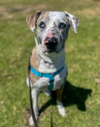 adoptable Dog in Salinas, CA named Blue