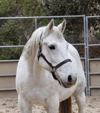 adoptable Horse in Salinas, CA named Theo