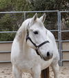 adoptable Horse in Salinas, CA named Theo