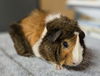 adoptable Guinea Pig in Salinas, CA named Chip