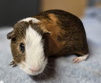 adoptable Guinea Pig in Salinas, CA named Dale