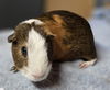 adoptable Guinea Pig in Salinas, CA named Dale