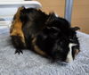 adoptable Guinea Pig in Salinas, CA named Ranger