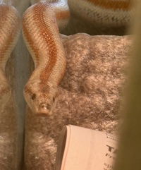 adoptable Iguana in Salinas, CA named Lemony Snippet