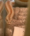 adoptable Iguana in  named Lemony Snippet