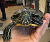 adoptable Iguana in  named Chicken Wing
