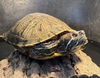 adoptable Iguana in  named Baloney