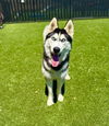 adoptable Dog in  named Blizzard