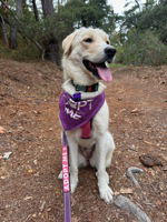 adoptable Dog in Salinas, CA named Belinda