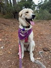 adoptable Dog in Salinas, CA named Belinda