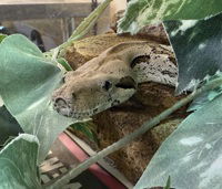 adoptable Snake in Salinas, CA named Noodle