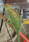 adoptable Iguana in Salinas, CA named Pixar