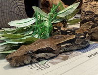 adoptable Snake in Salinas, CA named Doodle
