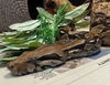 adoptable Snake in Salinas, CA named Doodle