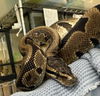 adoptable Snake in Salinas, CA named Timothy