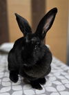 adoptable Rabbit in Salinas, CA named Daphne