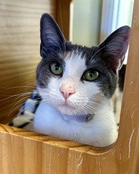 adoptable Cat in Salinas, CA named Lulu