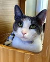 adoptable Cat in Salinas, CA named Lulu