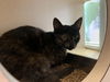 adoptable Cat in Salinas, CA named Ivy