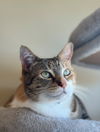 adoptable Cat in Salinas, CA named Belle