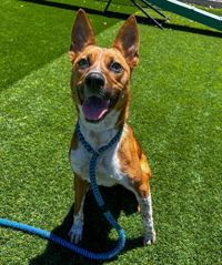 adoptable Dog in Salinas, CA named Nova