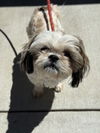 adoptable Dog in ,  named Bella