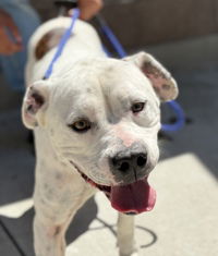 adoptable Dog in Salinas, CA named Olive