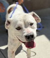adoptable Dog in  named Olive
