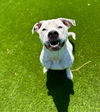 adoptable Dog in  named Olive