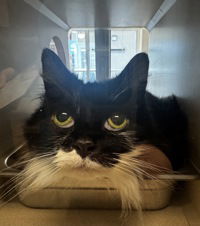 adoptable Cat in Salinas, CA named Junko